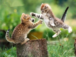 猫咪为什么会打架