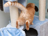 如何挑选适合你家猫的猫爬架