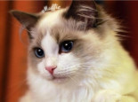 布偶猫常见疾病分析