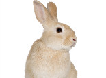 怎樣降低兔兔絕育手術風險