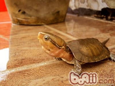 巴西龟的寿命有多长|爬虫品种-波奇网百科大全