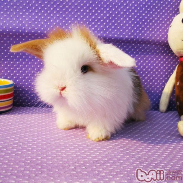 你知道什么是兔兔的盲肠便吗