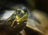 巴西龟一次可以吃多少