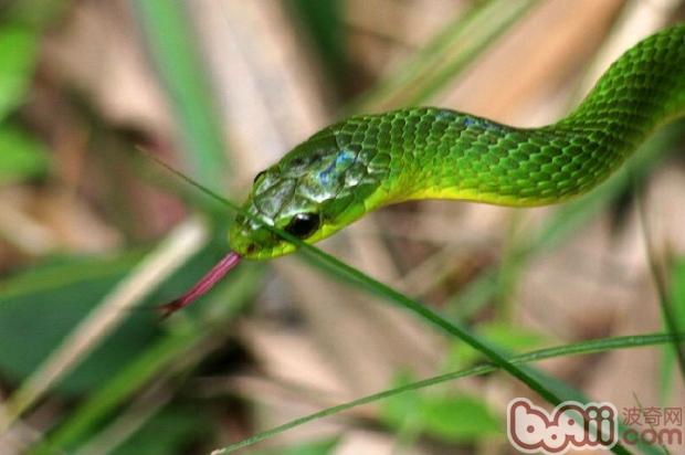 翠青蛇的饲养注意事项|爬虫养护-波奇网百科大