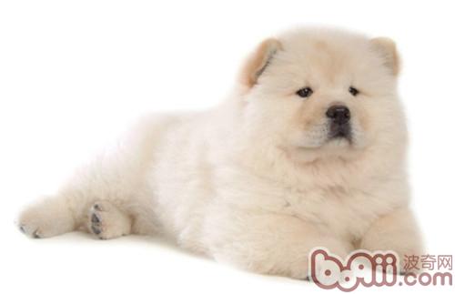 对狗狗过敏怎么办|狗狗常见病-波奇网百科大全