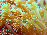 珊瑚饲养的注意事项