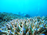 珊瑚的品种分类解析