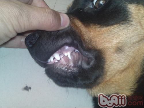 狗狗换牙期的注意事项|成犬饲养-波奇网百科大