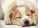 什么环境能让狗狗有良好的睡眠