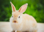 兔兔每天應該喝多少水呢