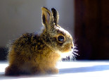 兔兔生活温度多少时最舒服