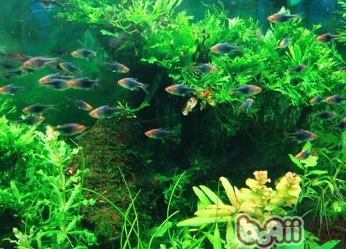 饲养热带鱼的常见问题纠正|水族喂食-波奇网百