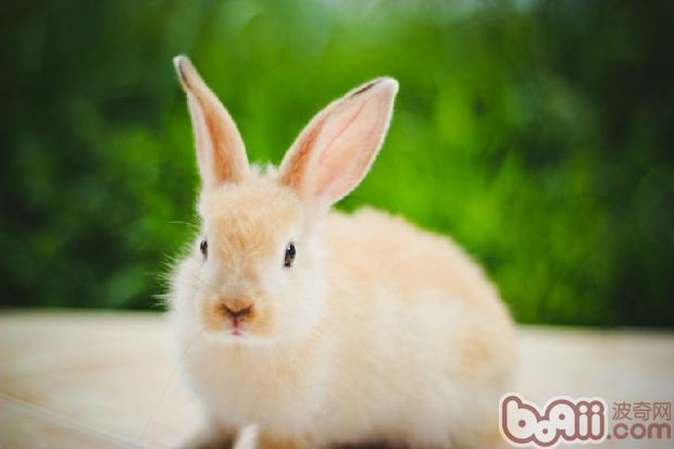 兔兔每天应该喝多少水呢 兔兔每天应该喝多少水呢