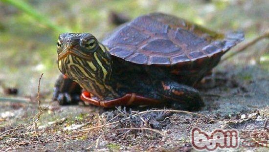 温度升高或造就的雌性彩色龟增多