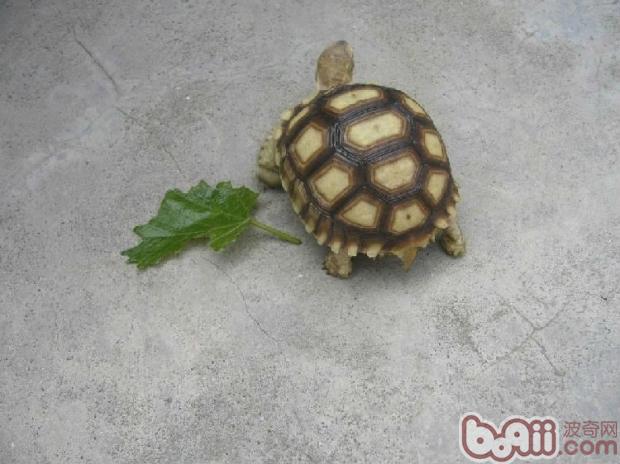 苏卡达龟的寿命有多长呢
