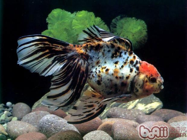 观赏鱼不正常的表现预示什么? 观赏鱼不正常的表现预示什么?