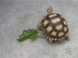 苏卡达龟的寿命有多长呢