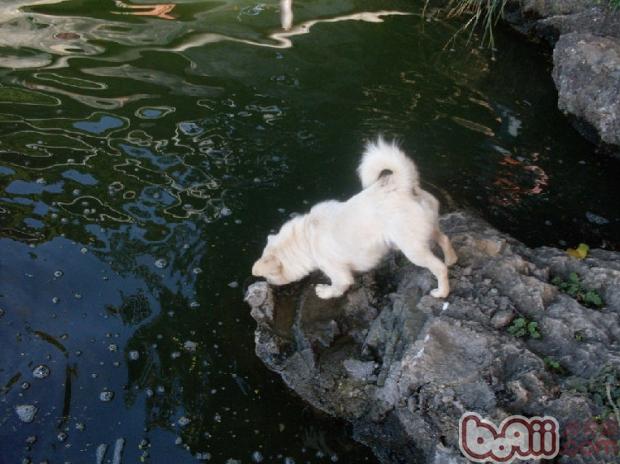 警惕狗狗过量喝水