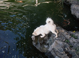 警惕狗狗過量喝水