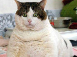 怎樣判斷貓咪是否過胖