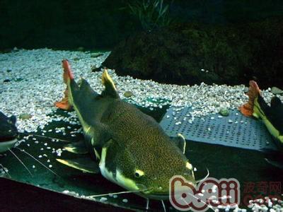 红尾鲶鱼的饲养要点|水族喂食-波奇网百科大全