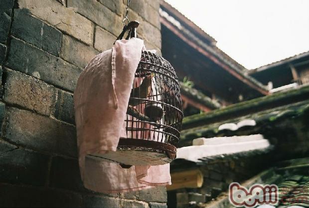 食谷类鸟的鸟笼选购建议 食谷类鸟的鸟笼选购建议