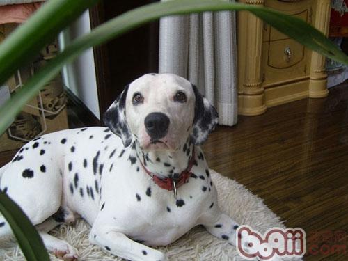 大麦町犬的训练要点|狗狗行为训练-波奇网百科大全