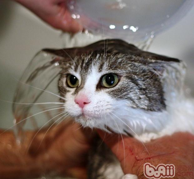 猫咪为啥会这么怕水