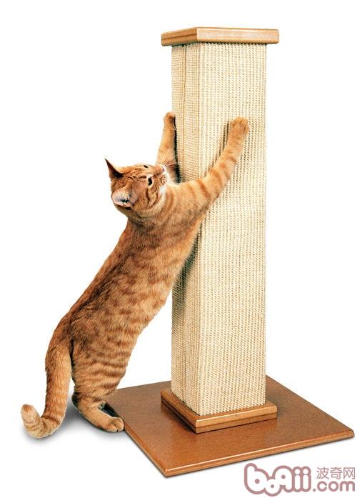 猫咪 猫咪
