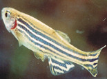 斑馬魚的人工繁殖注意事項