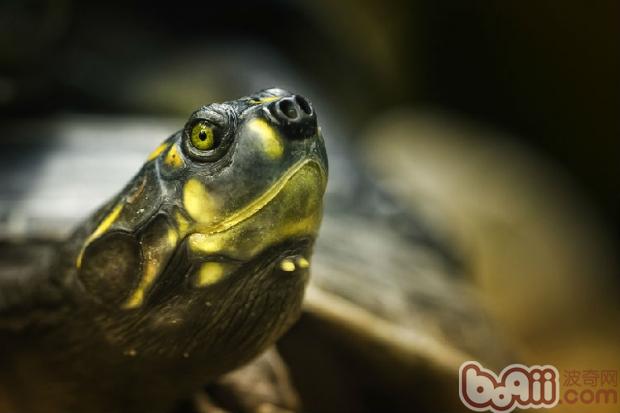 巴西龟也会咬人吗?|爬虫喂食-波奇网百科大全