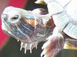宠物龟常见皮肤病治疗系列之疥疮病