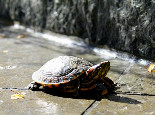 巴西龟所需要的饲养环境
