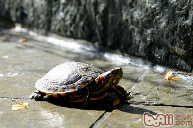 巴西龟所需要的饲养环境