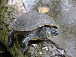 家養烏龜到底能活多長時間
