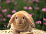 你知道垂耳兔的寿命有多长吗？