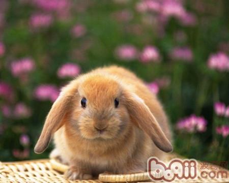 你知道垂耳兔的寿命有多长吗？