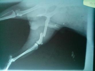 一例犬股骨骨折的内固定手术治疗
