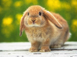 兔兔眼睛是红色的是生病吗