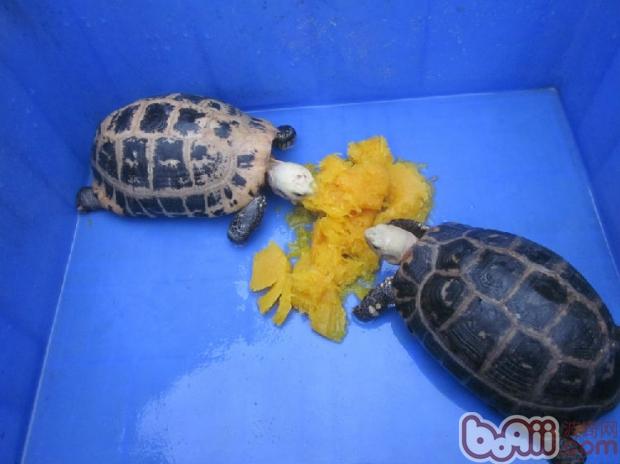 缅甸陆龟的蛔虫病的诊治与预防