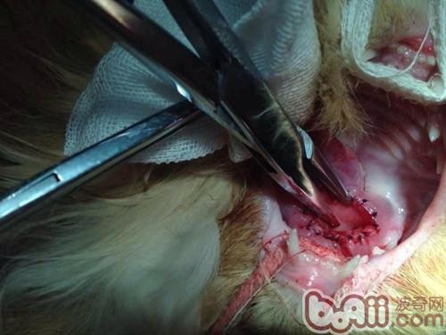 一例猫咪舌下腺囊肿的诊治|猫咪常见病-波奇网