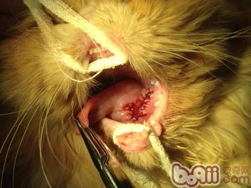一例猫咪舌下腺囊肿的诊治|猫咪常见病-波奇网