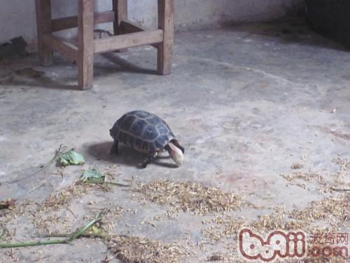 缅甸陆龟的蛔虫病的诊治与预防