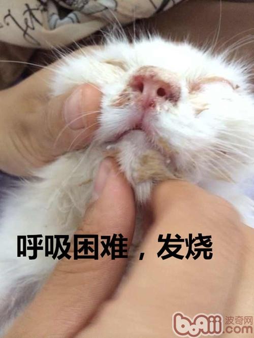 猫鼻支的护理和治疗