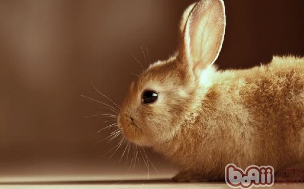 兔兔出游巧解暈車難題