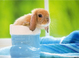 兔兔毛球病，预防重于治疗