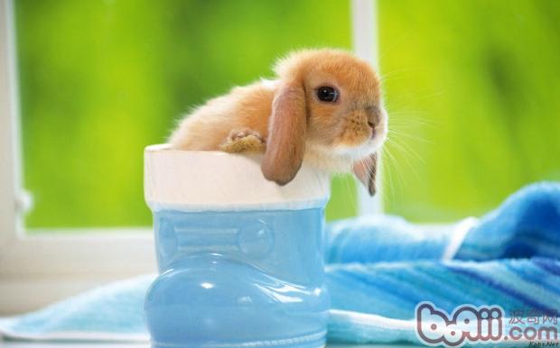 兔兔毛球病，预防重于治疗