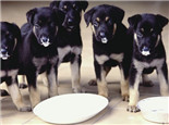 狗狗產后缺鈣的治療方法與護理