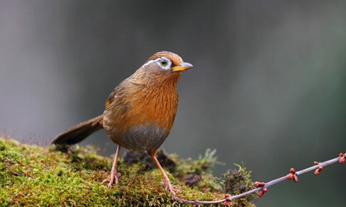 鸟易患哪些外科疾病 鸟易患哪些外科疾病