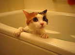 冬季給貓咪洗澡謹防感冒